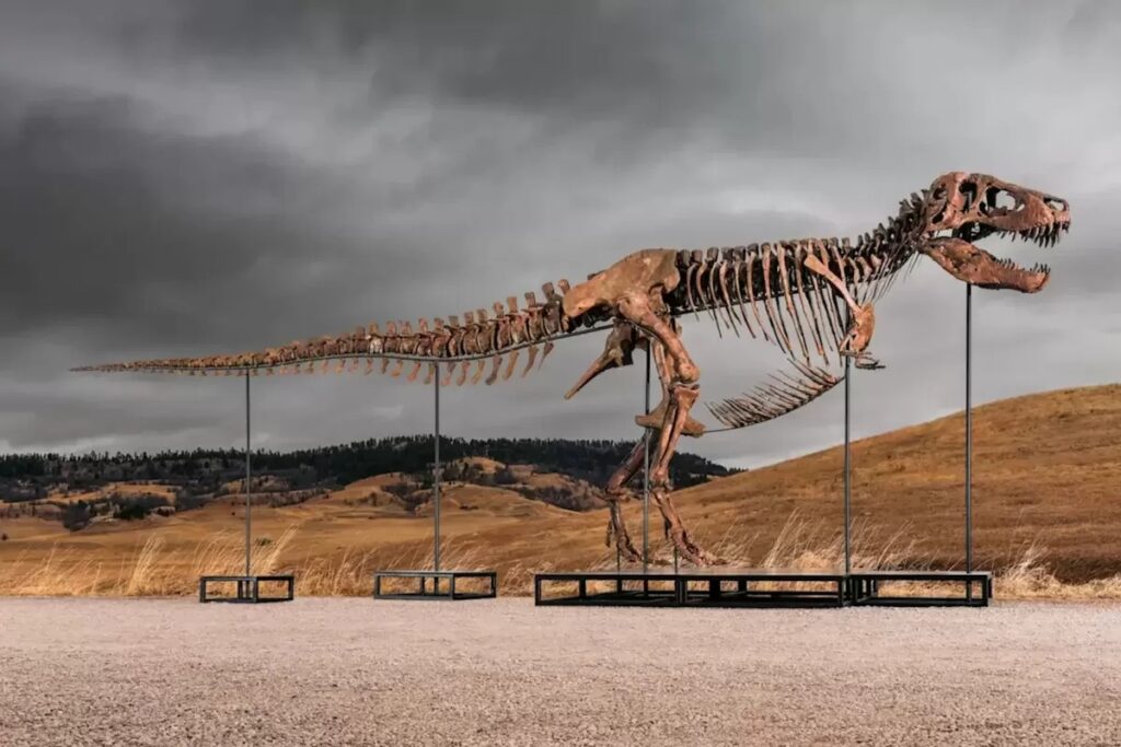 Fosil T-rex Gus akan dilelang dengan estimasi harga mencapai 30 juta dollar AS(Matthew Sherman / Sotheby’s)