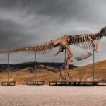 Fosil T-rex Gus akan dilelang dengan estimasi harga mencapai 30 juta dollar AS(Matthew Sherman / Sotheby’s)